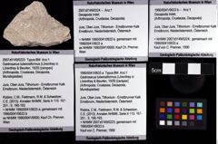 Foto (Objket + Etiketten) von Gastrosacus tuberosiformus (Lörenthey in Lörenthey & Beurlen, 1929) 